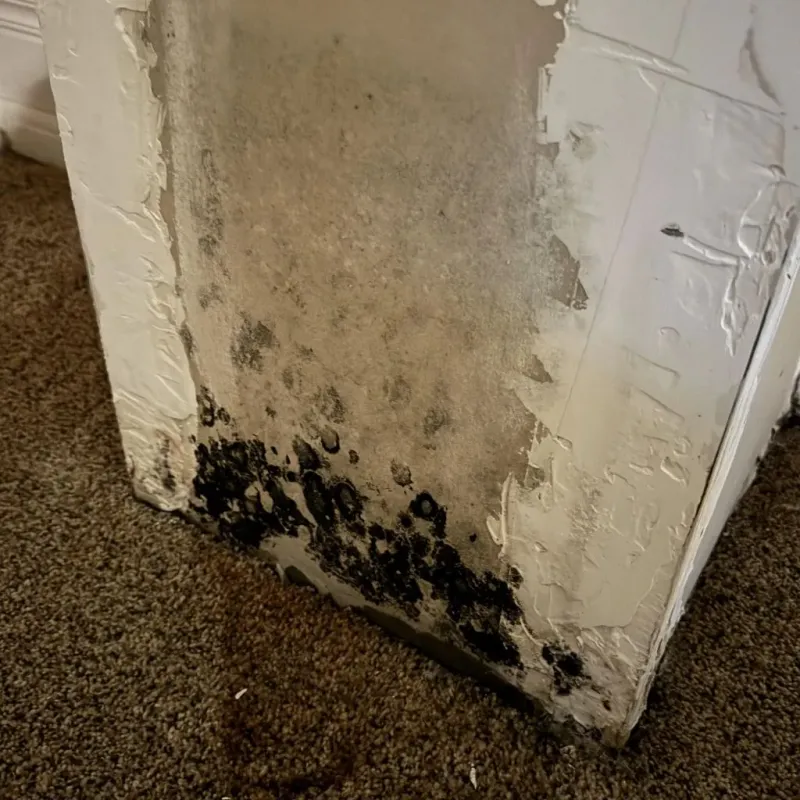 Professional Mold Removal in Lansing, MI